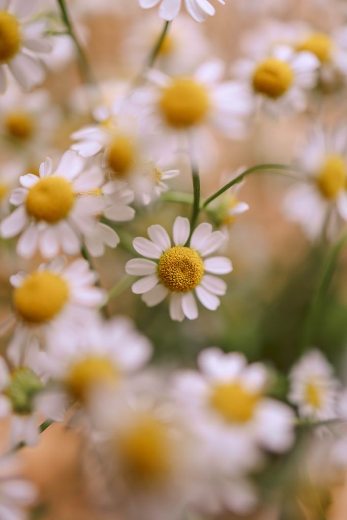 A soft-focus macro shot of chamomile flowers blooming in a summer garden, highlighting natural beauty.