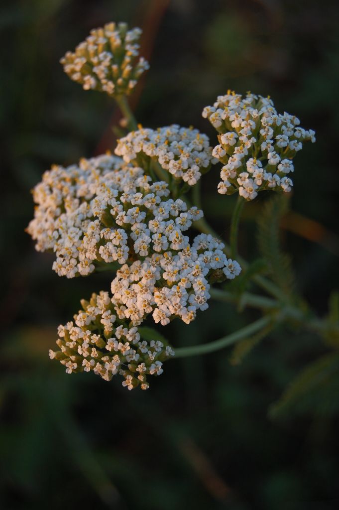 Delicate white yarrow flowers captured in a serene meadow setting.