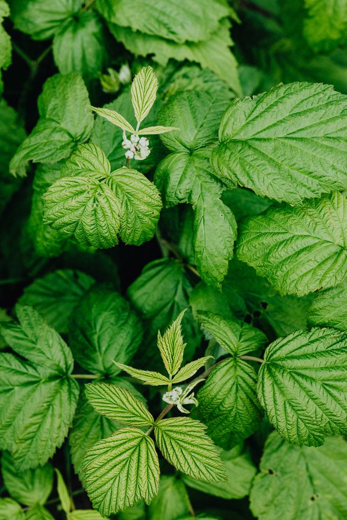 Detailed view of lush green raspberry leaves, capturing the texture and color in a natural setting.