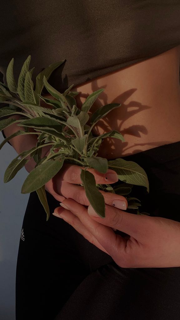 A detailed photo showcasing hands gently holding fresh sage leaves against a dark background.